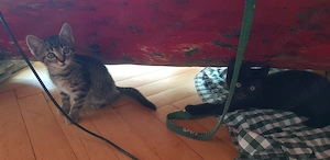 Zwei Katzenbabies abzugeben 
