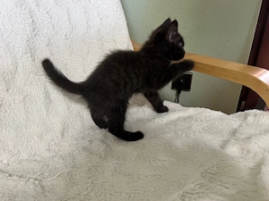 bkh mix kitten weiblich und männlich 