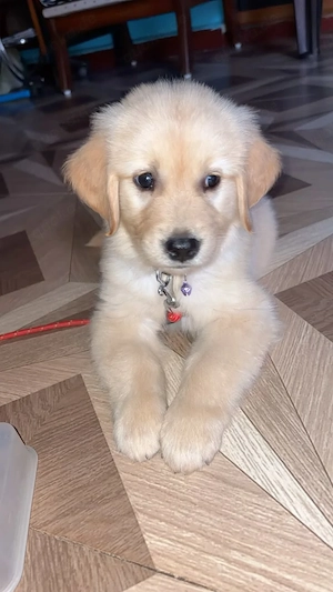Labrador Retriever Welpen zur Vermittlung 