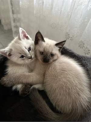 Baby katze