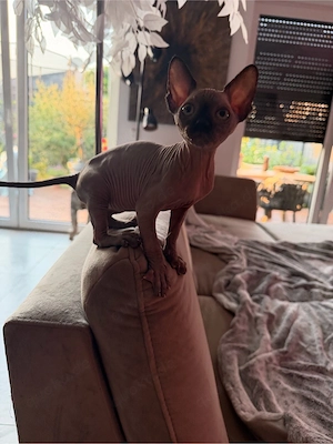Canadian Sphynx Kitten