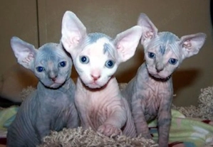 Super Sphynx-Kätzchen