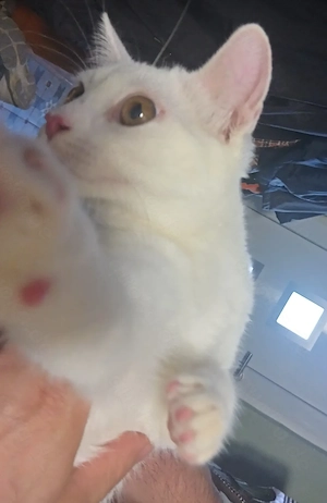 3 Khao Manee Kitten 2 Männlich und 1 Weiblchen suchen ein zu Hause Jungkätchen, Babykätzchen