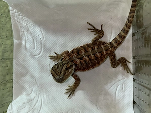 Bartagame NZ Red