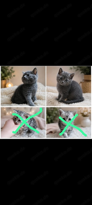 Türkisch-Angora  BKH Mix-Kitten suchen liebevolle Familien   
