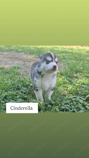 4 Typvolle Siberian Husky Welpen