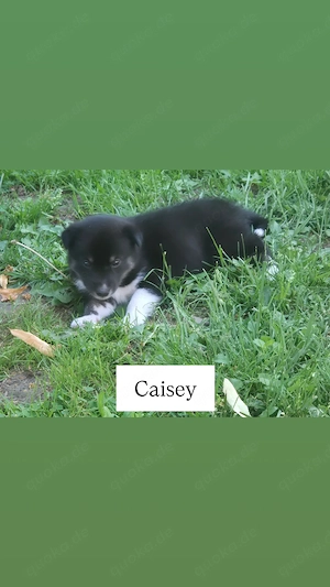 3 Typvolle Siberian Husky Welpen