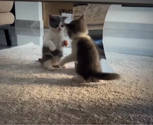 Bkh Kätzchen Britische Baby Katze