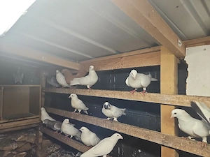 Tauben  suchen ein neues Zuhause 