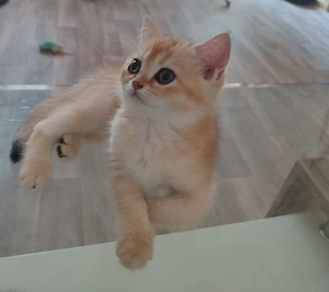 Britische Kurzhaar katzen Baby  Abgabebereit 