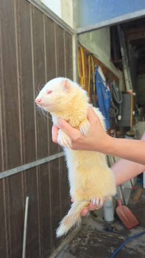 Albino Rüde Felix