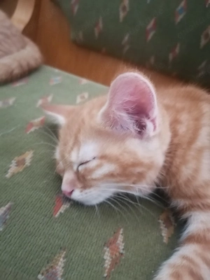 Kitten zur Abgabe 