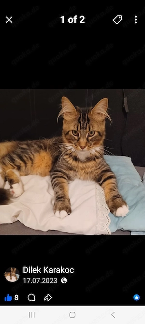 main coon katze