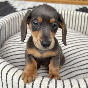 weiblich Dackelwelpe zur Adoption