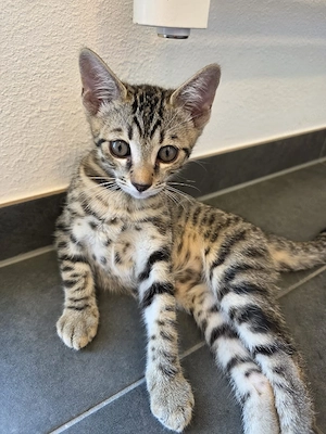 Bengal Mix Kitten Weibchen zu verkaufen