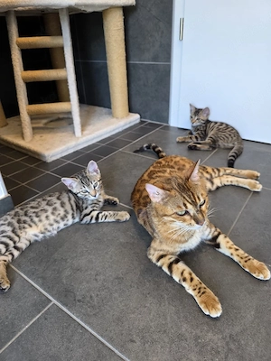 Bengal Mix Kitten Weibchen zu verkaufen