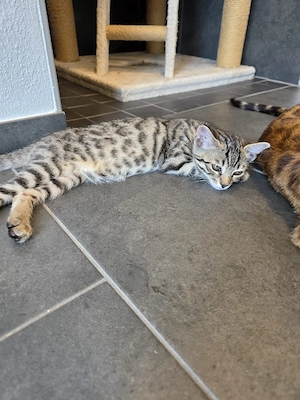Bengal Mix Kitten Weibchen zu verkaufen