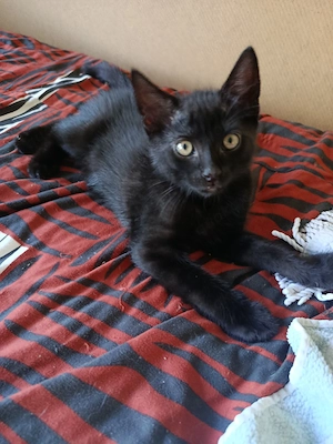 schwarze Katze