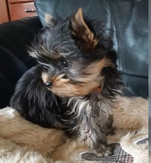 Yorkshire terrier 