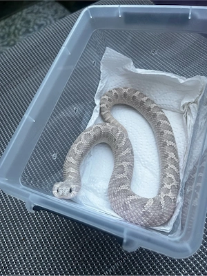 0.1 Hakennasennatter (Heterodon nasicus)