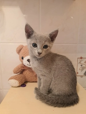 Süße Russisch Blau Kitten aus liebevoller Hobbyzucht,  mit Stammbaum (abzugeben ab 12. Woche)
