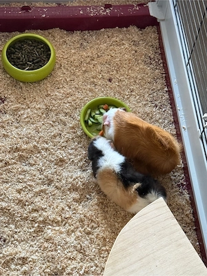 Meerschweinchen abzugeben