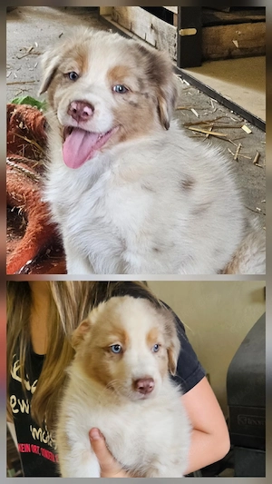 Australian Shepherd - Border Collie mix