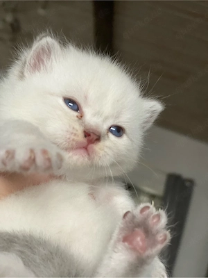 BKH Kitten