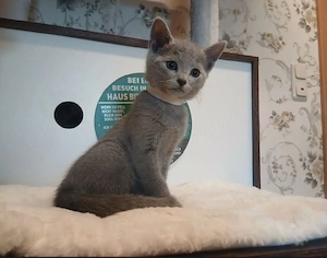 Russisch blau 2 Katerchen 