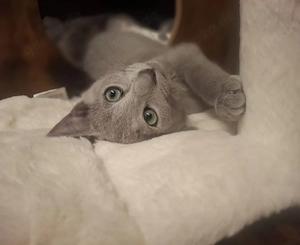 Russisch blau 2 Katerchen 