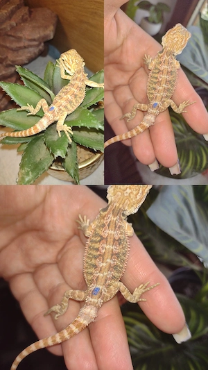 Wunderschönes Bartergamen Männchen normal geschuppt sehr schön 
