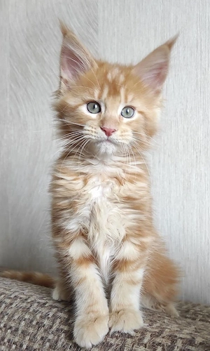Wunderschöne    Maine-Coon-Kätzchen (männlich und weiblich)