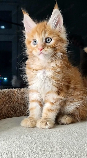 Maine-Coon-Kätzchen voller Energie und geimpft
