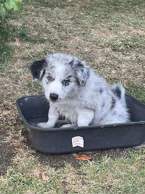  Border Collie Welpen 