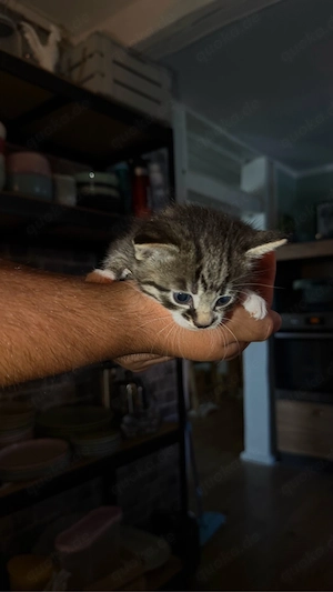 Süße Katzenbabys suchen liebevolles Zuhause   2 Männchen & 5 Weibchen