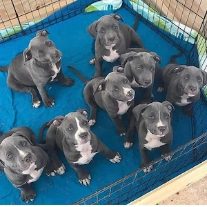 Pitbull Terrier 