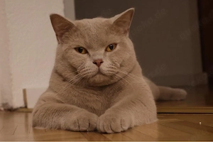 Kater Dobby (British&Scotish)