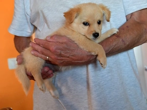 Dexter sucht sein Zuhause (noch auf Sardinien)