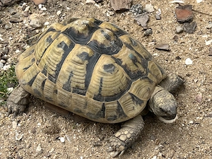 Griechische Landschildkröten - Eierlegend - Jahrgänge 2005 und 2010
