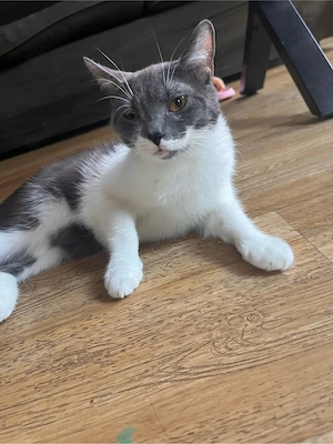 Maincoon short mix katze 