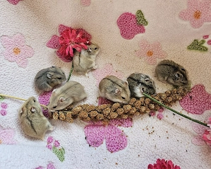 ** Handzahme Campbell Zwerghamster Babys ** Hamster Teddyhamster Goldhamster  Bild 2