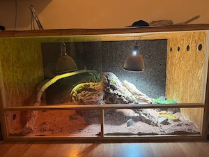 Großes Bartagamen-Terrarium inkl. 2 Bartagamen & kompletter Ausstattung   300 VB