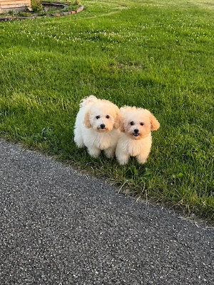 Maltipoo F1 