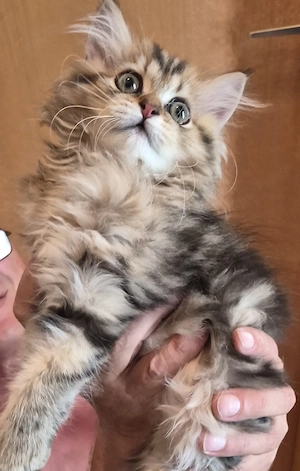 Baby Kätzchen Perser Chinchilla ,WhatsApp 0171 5193492 