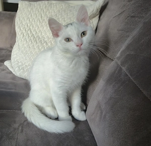 Angora-Kitten mit viel Zubehör