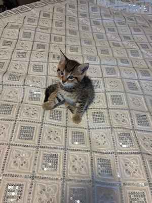 Süßer Kater sucht ein liebevolles Zuhause 