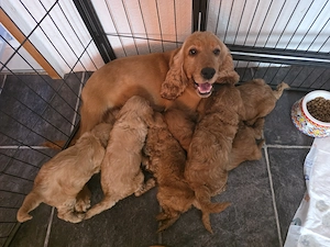 Cockapoo Welpen F1 abzugeben!