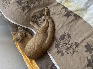 Katzen Kitten weiblich und männlich Katzenbaby