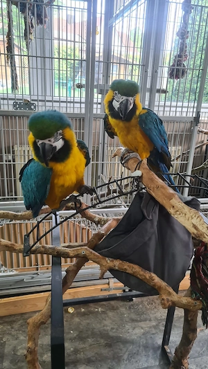 2 Gelbbrustaras abzugeben