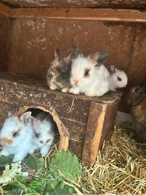 zwergkaninchen Löwenkopfkaninchen handzahm 